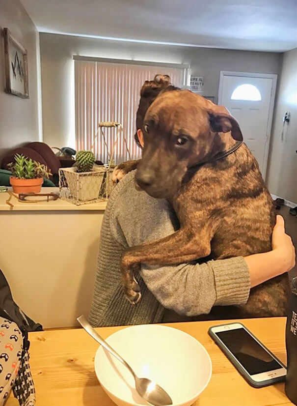 kylo rescued dog hugs owner every day 3 (1)