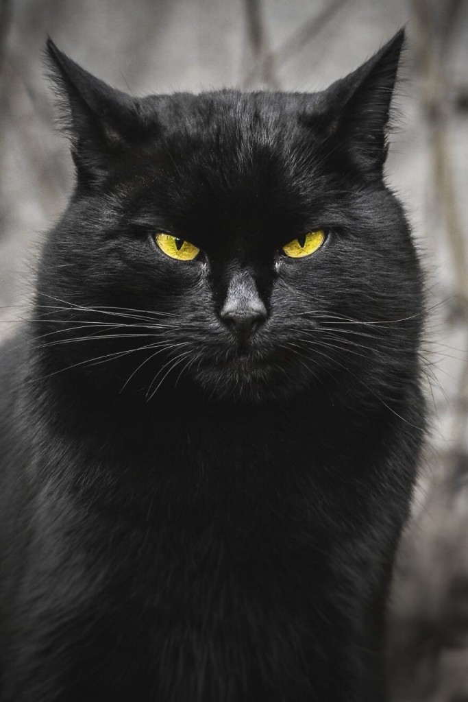 Gabrielius Khiterer Takes Beautiful Pictures Of Stray Cats To Show ...