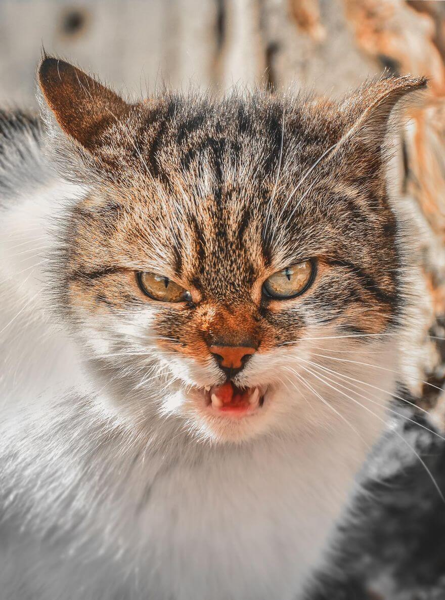 Gabrielius Khiterer Takes Beautiful Pictures Of Stray Cats To Show