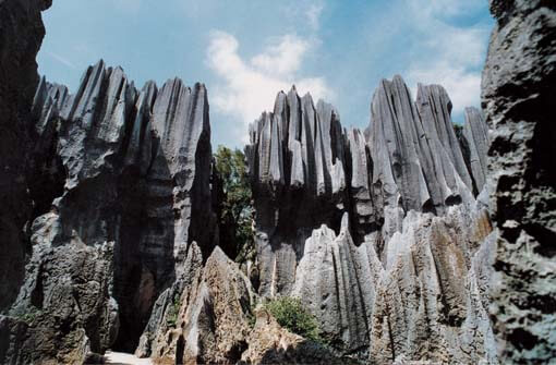 stone forest china 6 (1)