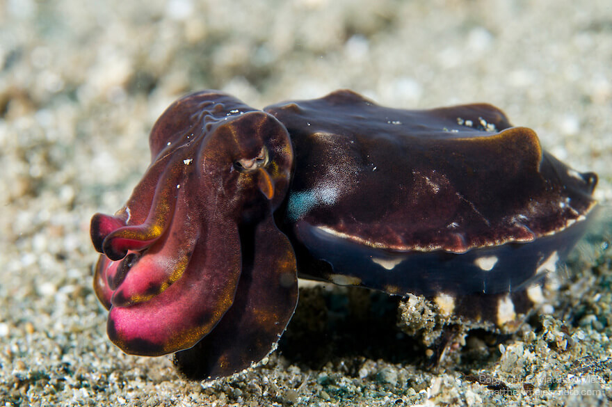 tiny underwater hippos - flamboyant cuttlefish 2 (1)