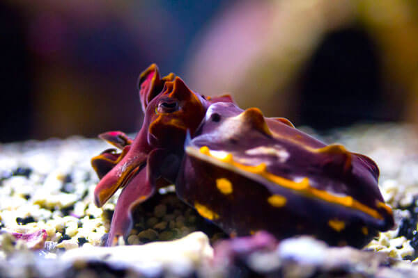 tiny underwater hippos - flamboyant cuttlefish 3 (1)