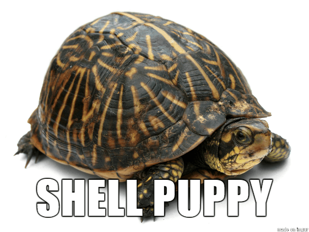 35 Alternate Names For Animals That Are Much Better Than Their Originals