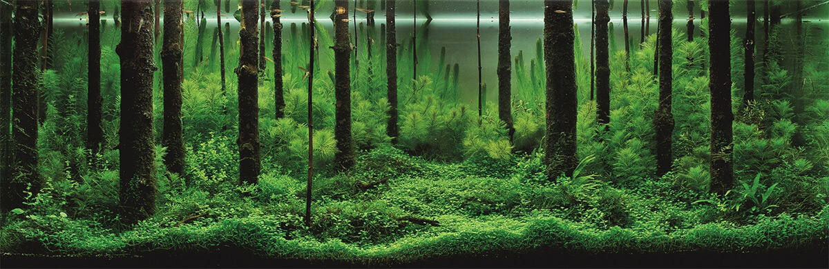 aquascape (1)