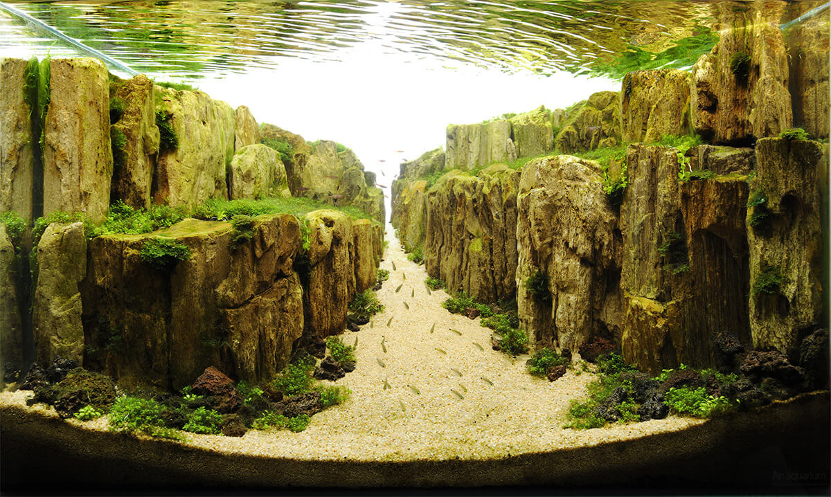 aquascaping 10 (1)