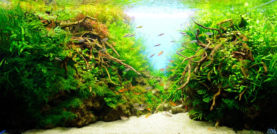 aquascaping 12