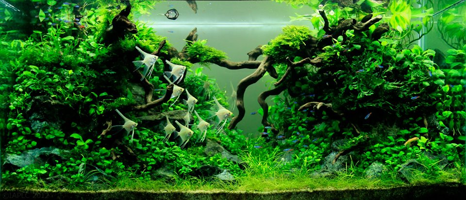 underwater landscaping 13