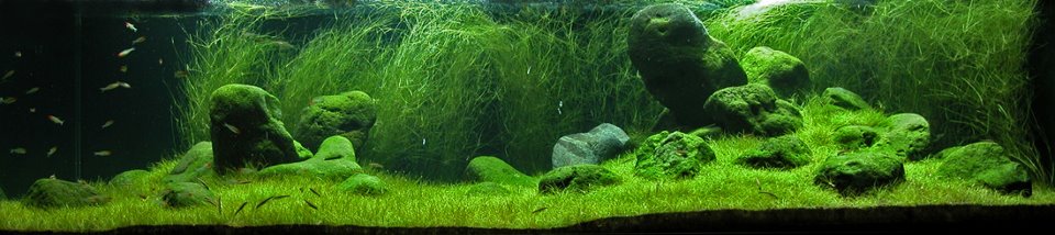 underwater landscaping 15