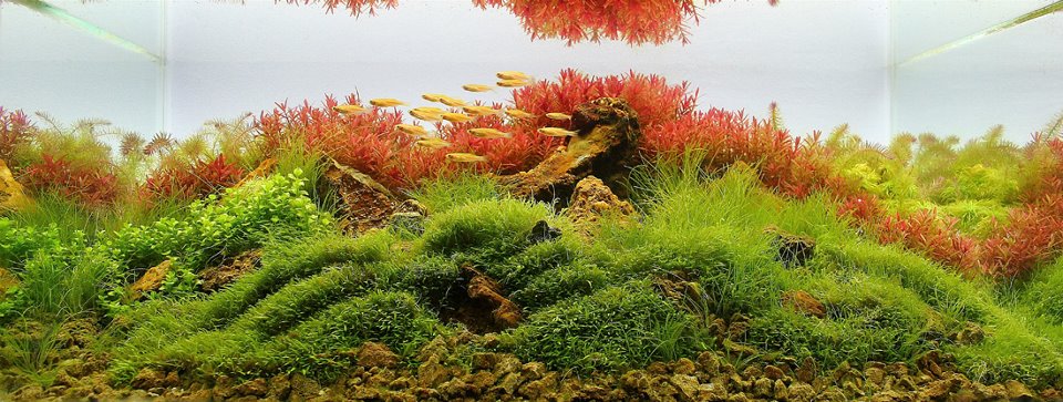 underwater landscaping 16