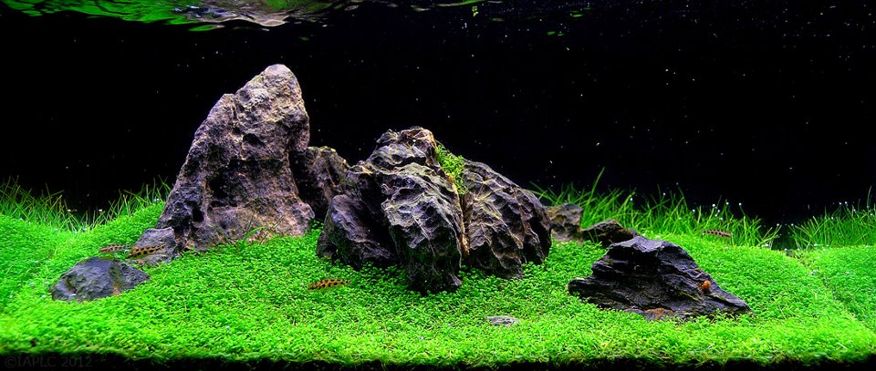 underwater landscaping 18