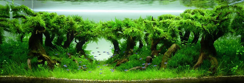 aquascape 21