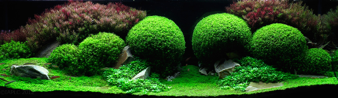 aquascaping 8 (1)