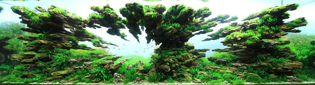 aquascaping 9 (1)