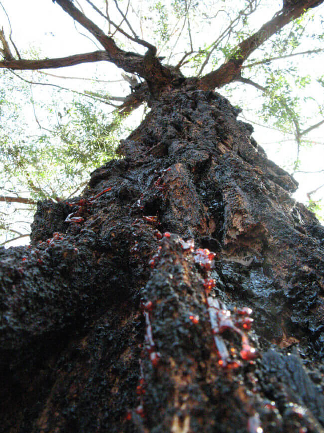bloodwood tree 3 (1)