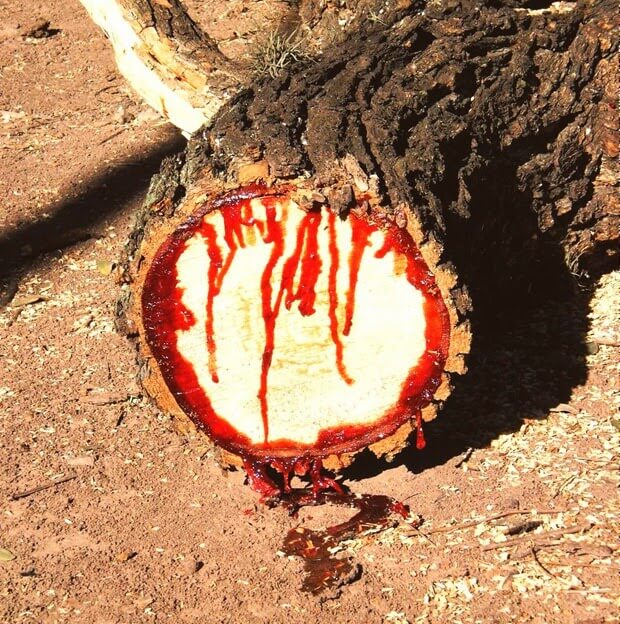 bloodwood tree 4 (1)