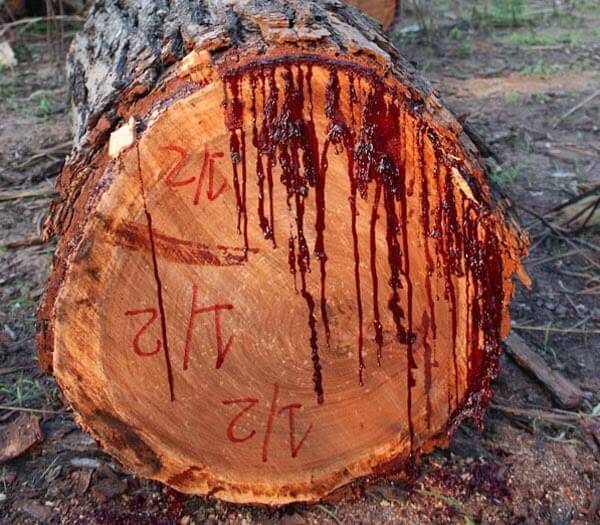 bloodwood tree 6 (1)