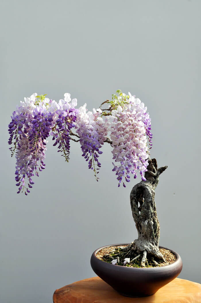 bonsai tree pictures 10 (1)