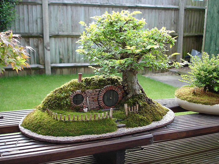 bonsai tree pictures 11 (1)