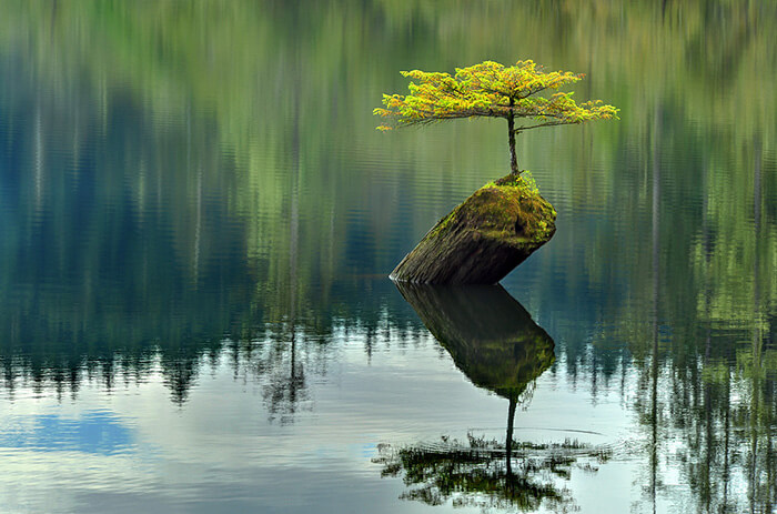 bonsai tree pictures 12 (1)