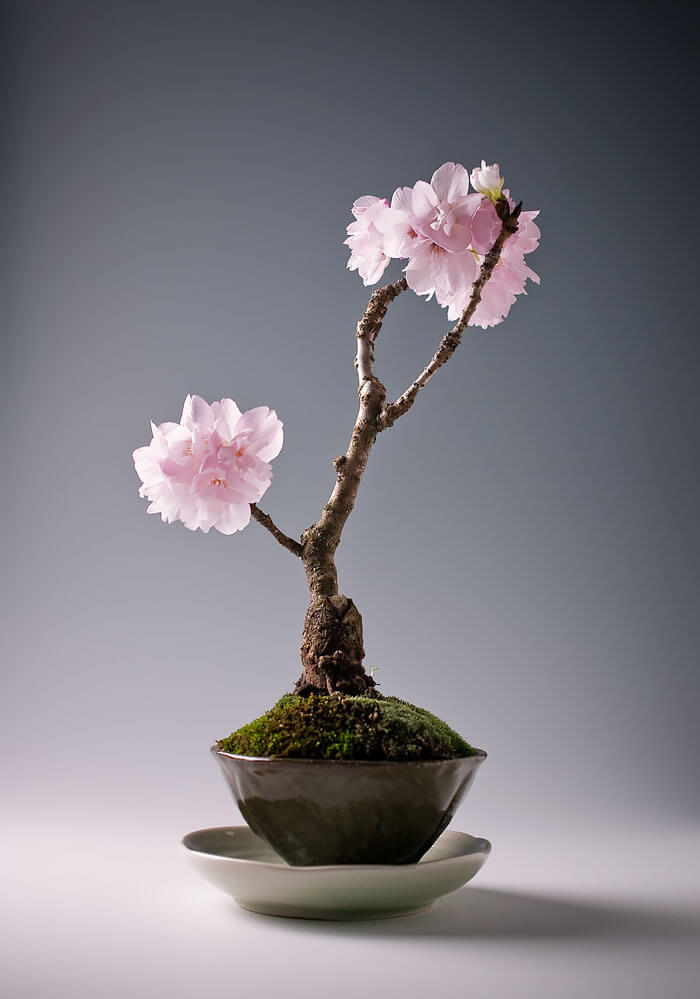 bonsai tree pics 14 (1)