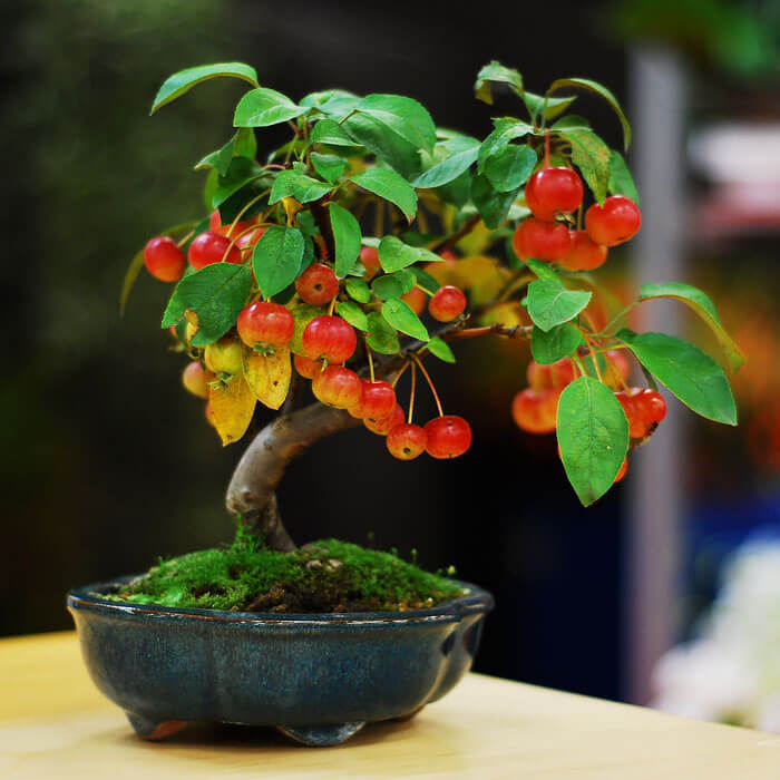 bonsai tree pics 15 (1)