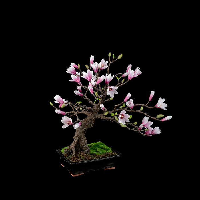 bonsai tree pics 16 (1)