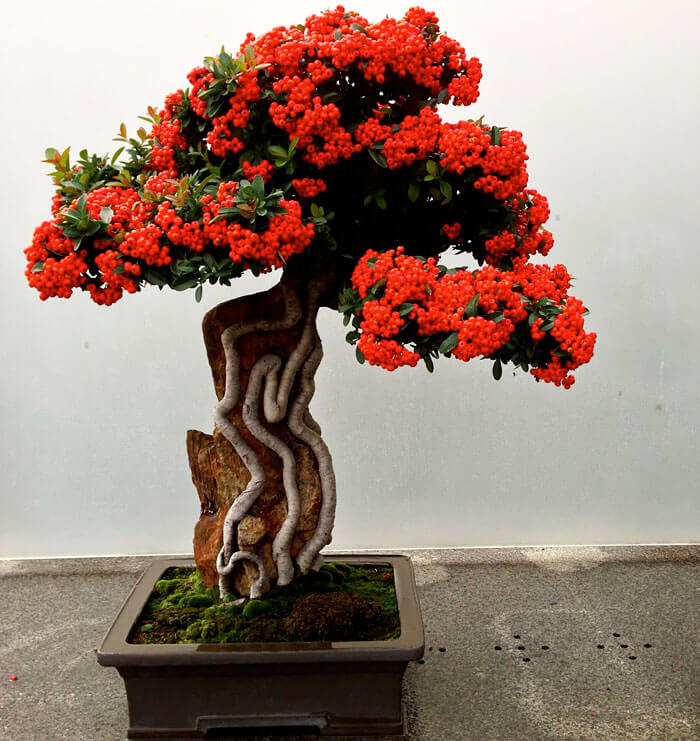 bonsai tree pics 18 (1)