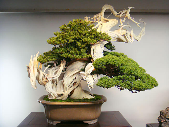 bonsai trees 2 (1)