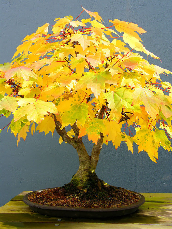 bonsai tree pics 20 (1)