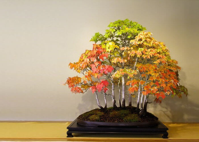 bonsai tree pics 21 (1)