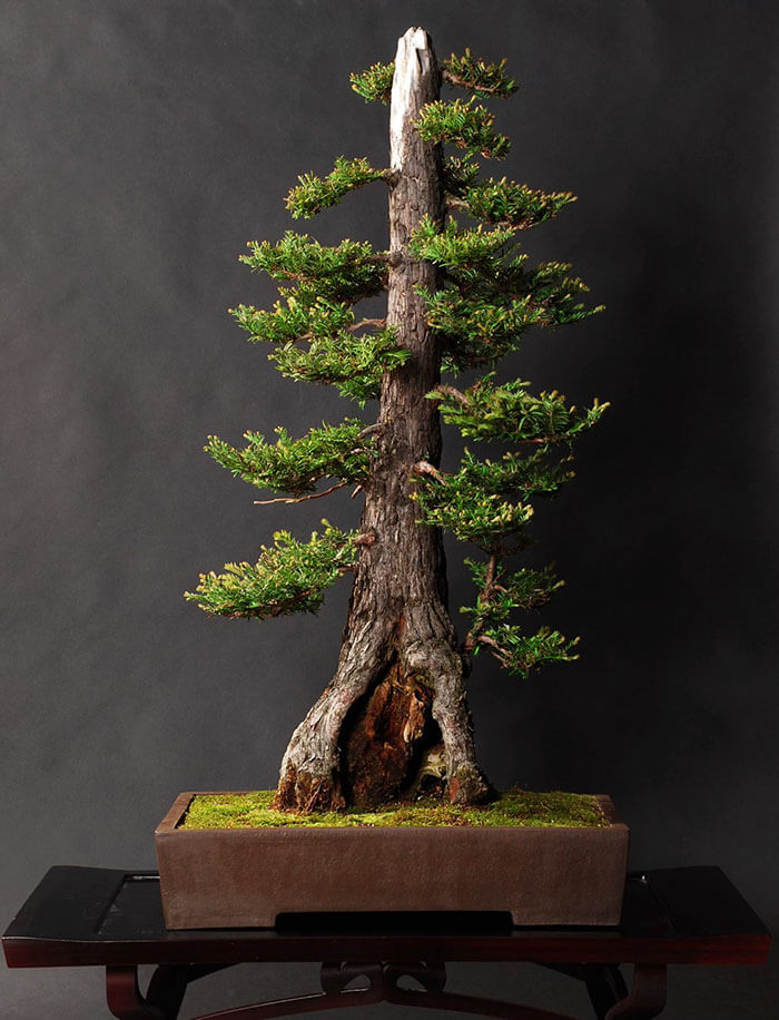 38 Bonsai Trees That Are a Perfect Tiny Version Of Nature