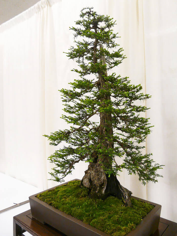 38 Bonsai Trees That Are a Perfect Tiny Version Of Nature