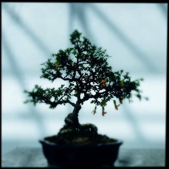 bonsai trees 38 (1)