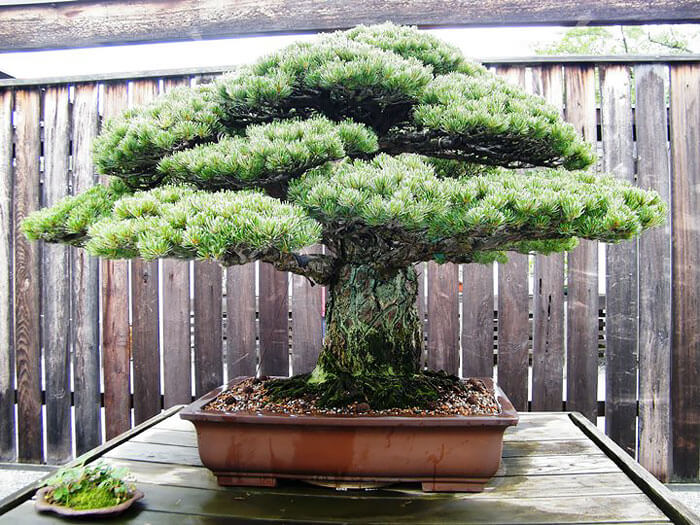 bonsai tree pictures 4 (1)