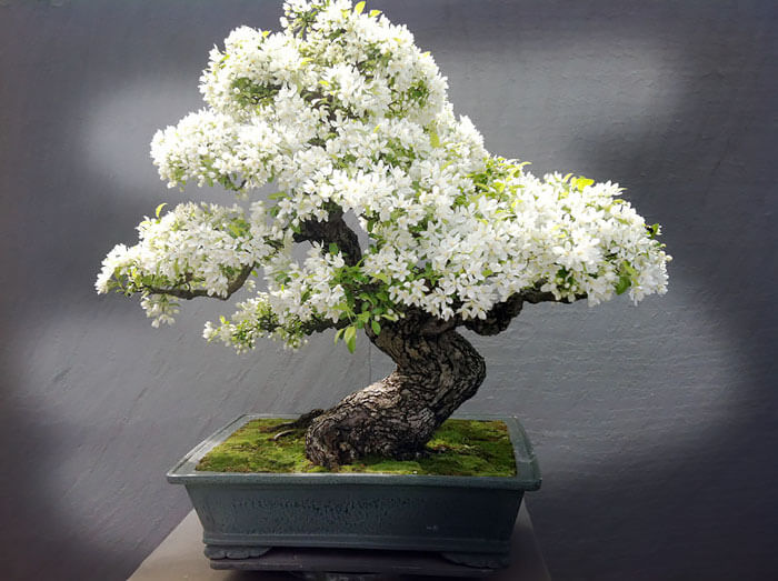 bonsai tree pictures 5 (1)