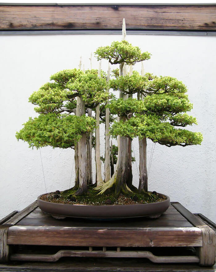 bonsai tree pictures 6 (1)