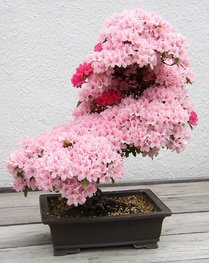 bonsai tree pictures 7 (1)