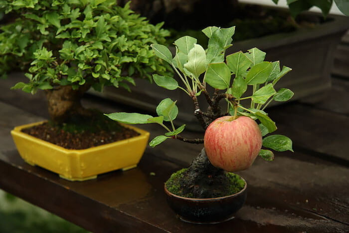 bonsai tree pictures 9 (1)