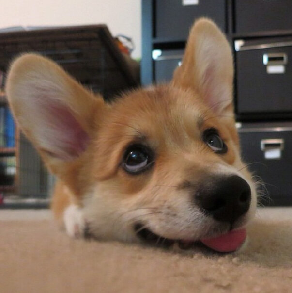 corgi dogs 18 (1)