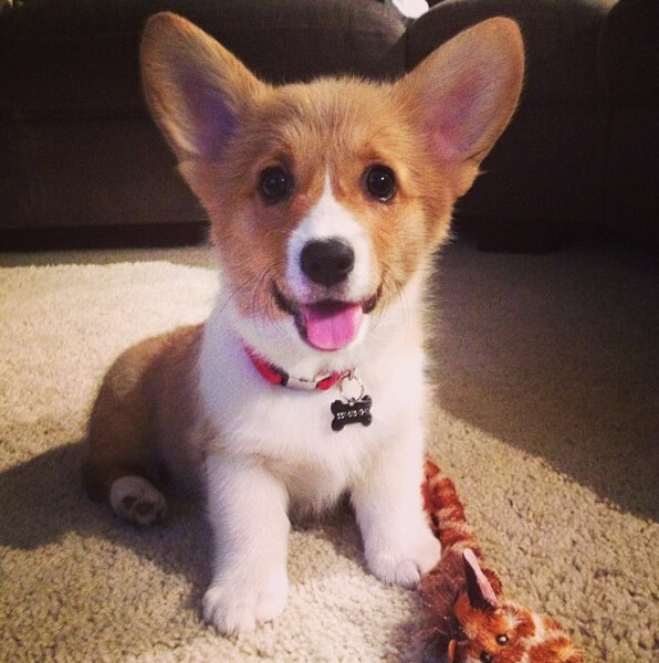 5 Reasons Why Corgi Puppies Are The Best And 25 Pictures That Prove ...