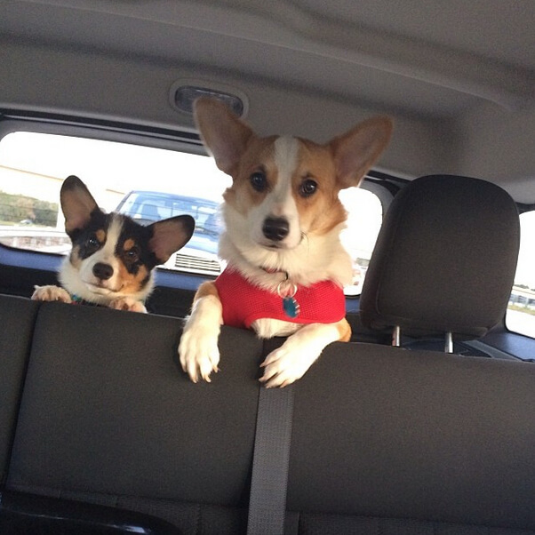 5 Reasons Why Corgi Puppies Are The Best And 25 Pictures That Prove ...