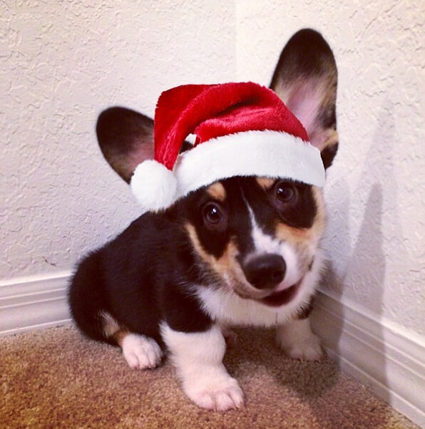 corgi pets 21 (1)