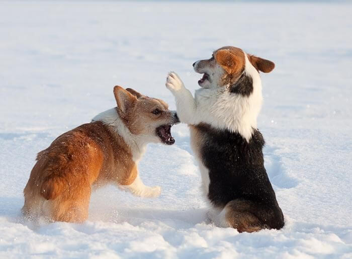 corgi puppies 2a (1)