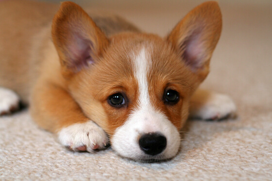 5 Reasons Why Corgi Puppies Are The Best And 25 Pictures That Prove ...