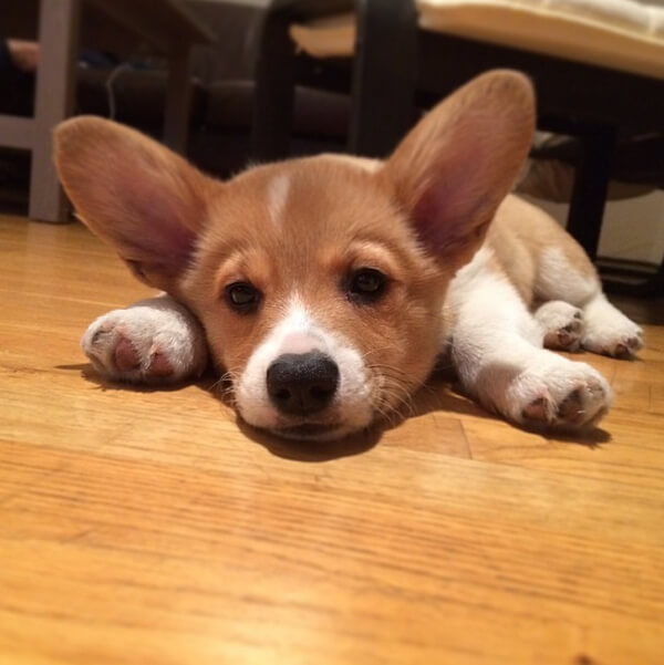 corgi pups 4 (1)