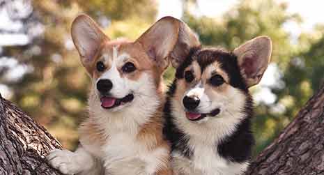 corgi pups 4a (1)