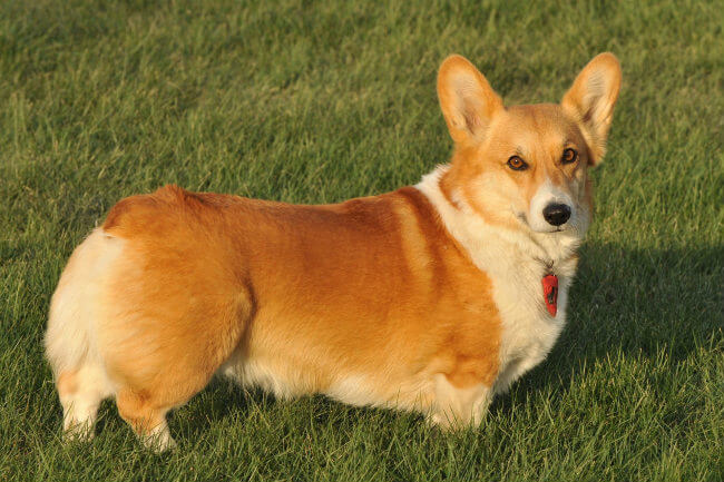 corgi puppy checklist