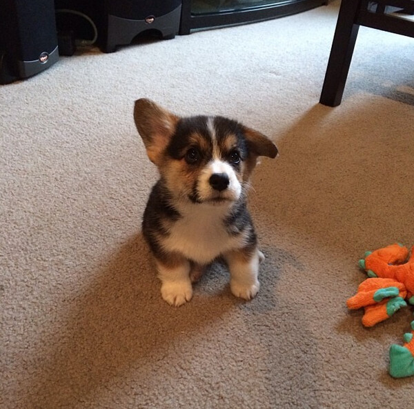 corgi pups 8 (1)