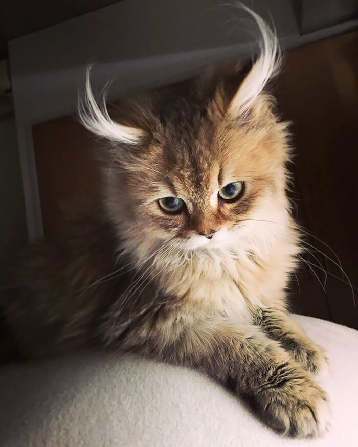 Is This The Cutest Cat In The World? Or Maybe One Of These 38 Cute Cats