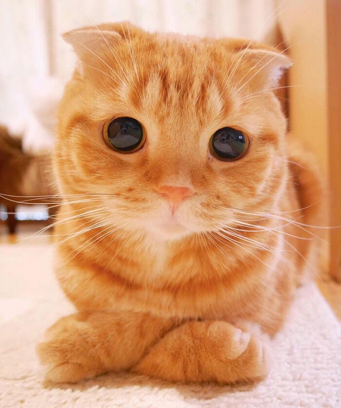 Is This The Cutest Cat In The World Or Maybe One Of These 38 Cute Cats